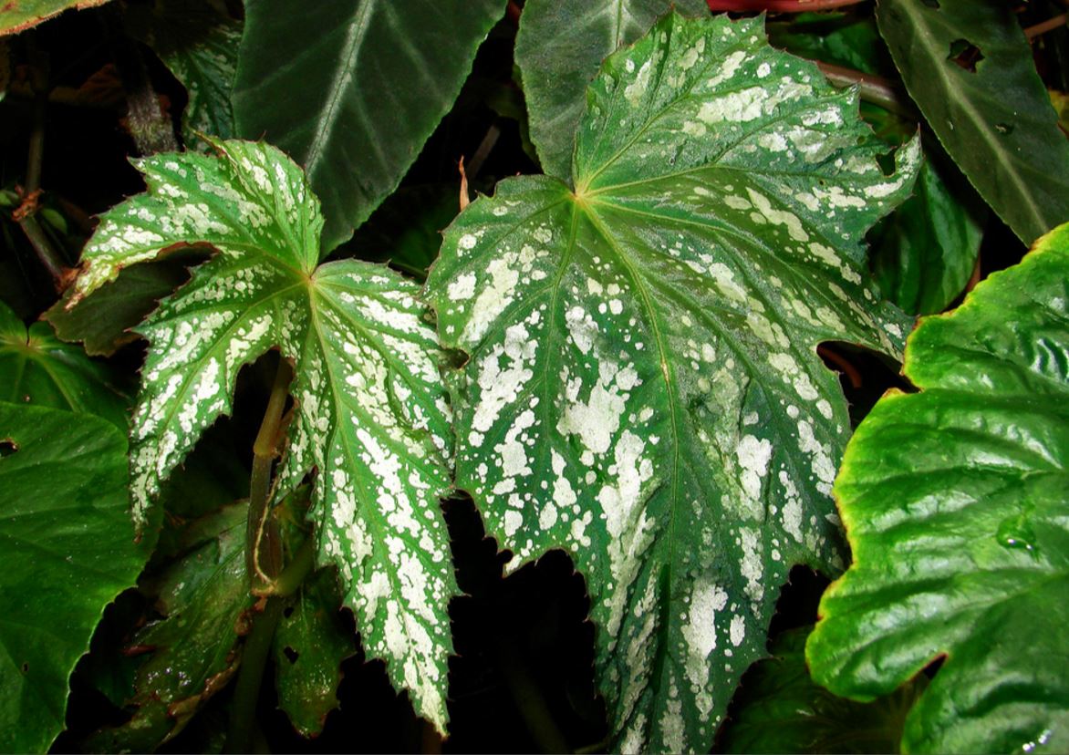 B. ‘Donald Thompson’